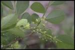 leaf, flower and berry